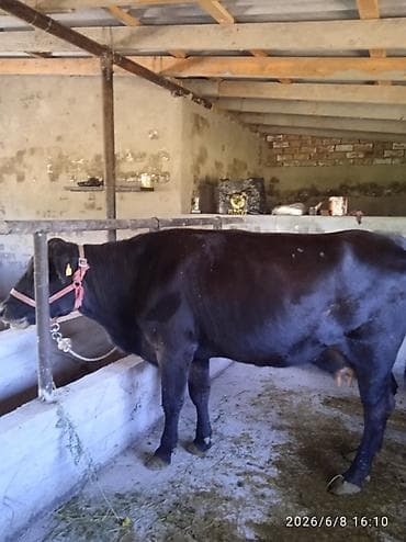 кубинский питбуль цена: Продаю | Корова (самка), Музоо, торпок | Ангус — 6