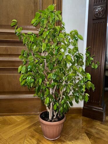 Кеңсе буюмдары: Продаю шикарные комнатные цветы Которые отлично добавят уют вашему — 5