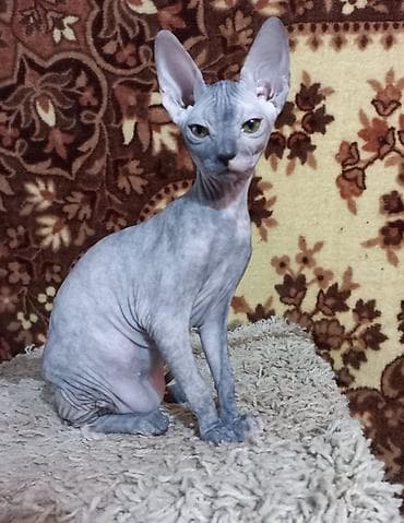 кошки свинкс: Котёнок донского сфинкса, девочка черепахового окраса. Рождена 24 — 4