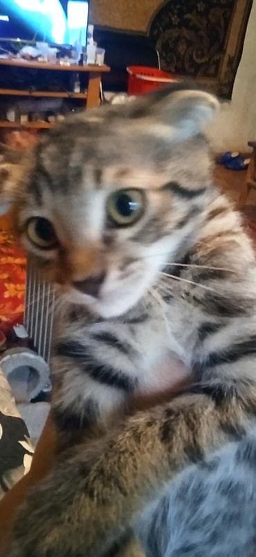 шотландский кот: Кошка даром: Скотиш Фолд (Шотландская вислоухая), 3 месяца, Мальчик — 1