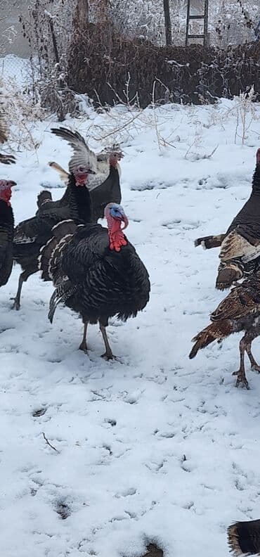 Айыл-чарба жаныбарлары: Сатам | Эркек күрп | Түндүк Кавказ | Көбөйтүү үчүн | Асыл тукумдуу — 4