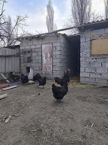 продаю овес: Продаю | Куры | Несушки — 6