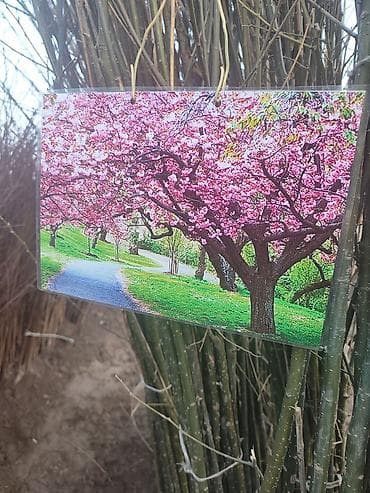 Эмерек: Саженцы сливы Black Splendor (Блэк Сплендор) - Сорт раннеспелый — 5