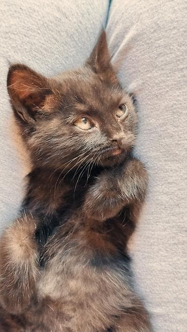 Отдам даром кошку: Кошка даром: Бомбейская, 1 месяц, Мальчик — 3