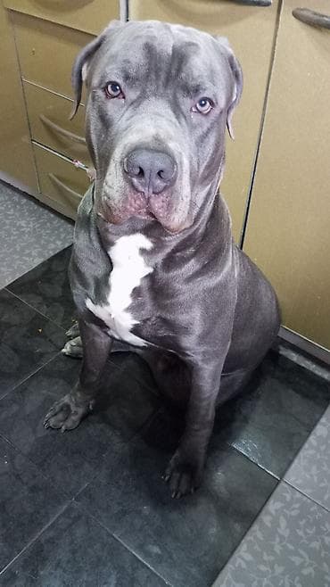 американский буль: Продаем щенков кубинского питбультерьера, линейное разведение — 7