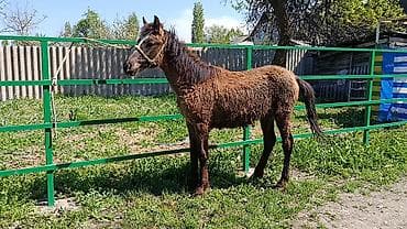 лошадь сколько стоит цена: Продаю | Кобыла (самка) | Для разведения — 2