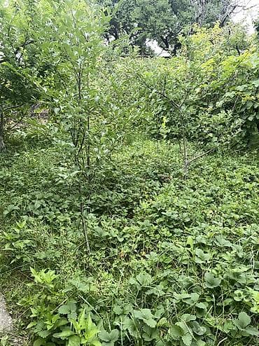 арча бешик 1: ПРОДАЕТСЯ Дачный участок, с. Туз, СТ «Нур» (между с. Туз и с. Чон — 2