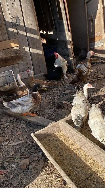 Инкубационные яйца от этих индауток по 50 сом at lalafo.kg Инкубационные яйца от этих индауток по 50 сом