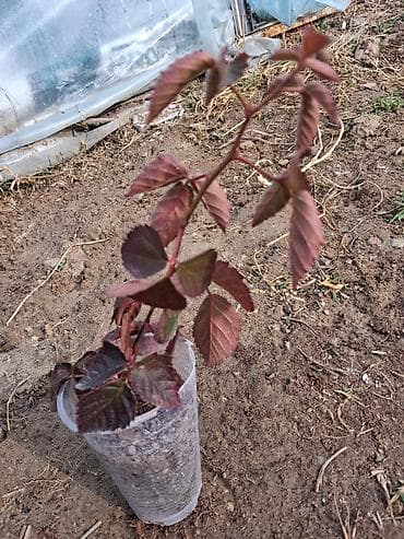 Промышленная химия: Саженцы ежевики БЛЕК ДЖЕМ в стаканах - Молодые кустики ежевики в — 1