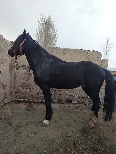 эшек жаныбар: Сатам | Байтал | Жумушка — 1