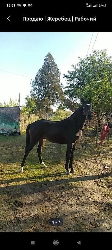 лошади ош: Продаю | Жеребец | Рабочий — 3