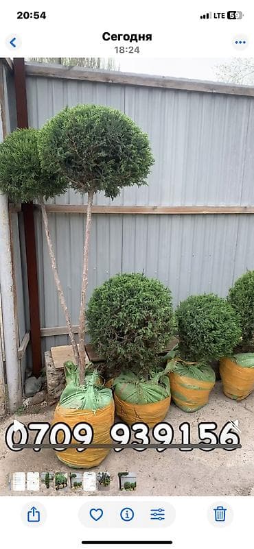 бонсай: Ту я можжевельники разной формы ( спираль бонсай, пирамида глобус — 8