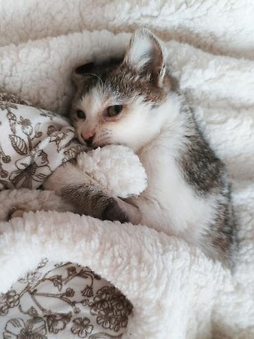 Отдам даром кошку: Кошка даром: Беспородная, 6 месяцев, Мальчик — 2