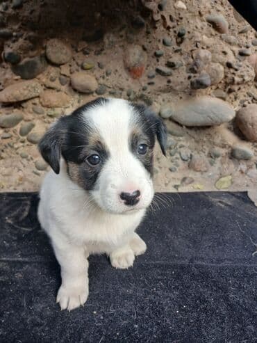 сколько стоит щенок добермана: Щенки, помет из 4 малышей. Описание: - Возраст на фото — примерно — 6