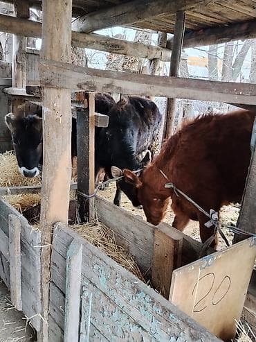 кой сойобуз: Продаю | Музоо, торпок | Полукровка | На откорм | Привязанные — 4