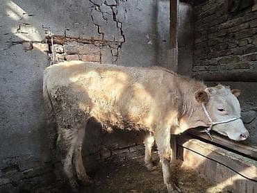 бычки тёлки: Продаю | Музоо, торпок | На откорм | Привязанные — 6