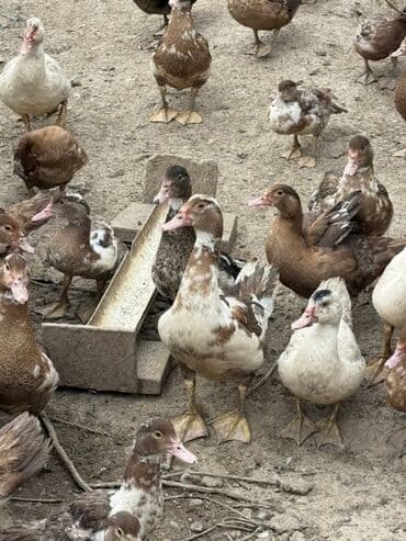 куры доминанты: Индоутки (мускусные утки), разноцветные окрасы: коричневый — 4