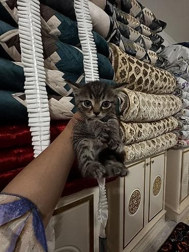 наполнител: Британские короткошёрстные котята и молодая кошка Описание: - Окрас — 3