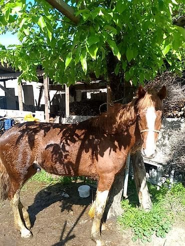 попугай большой: Продаю | Жеребец | Рабочий — 4