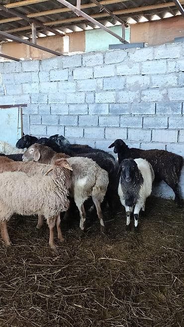 на баран: Продаю | Овца (самка) | Для разведения | Ярка — 4
