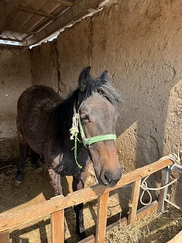 А/ч жаныбарлары үчүн тоюттар: Сатам | Бээ (ургаачы) — 2