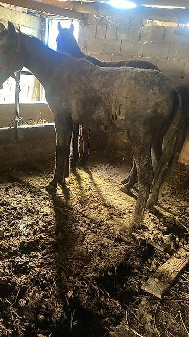 улуу тоо: Сатам | Байтал | Көбөйтүү үчүн — 2