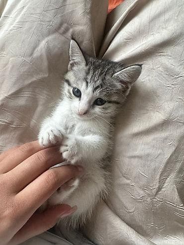 кошка шатланский: Американская короткошёрстная, 2 месяца, Мальчик, Приучена к лотку — 1