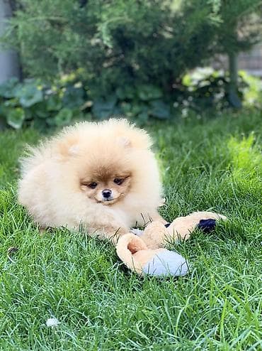 Продажа собак: Шпиц, 5 месяцев, Самец, С прививкой — 4