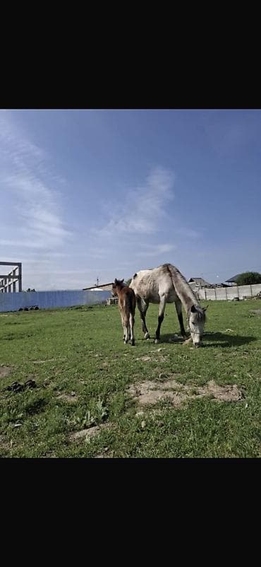 животные собаки: Продаю | Кобыла (самка) | Для разведения — 3