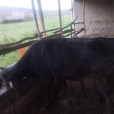 домик для птиц: Продаю | Корова (самка) | Для молока | Привязанные — 2