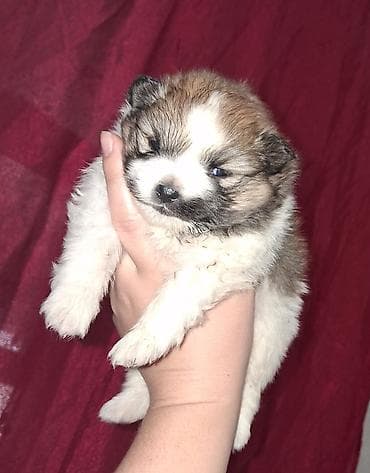 собака спаниел: Выставляется на бронь щенок помиранского шпица . Девочка . Родилась 14 — 2
