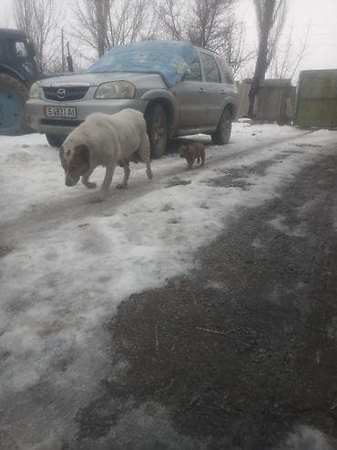 охотник собака: Собака даром: Алабай, 1 месяц, Самка — 7