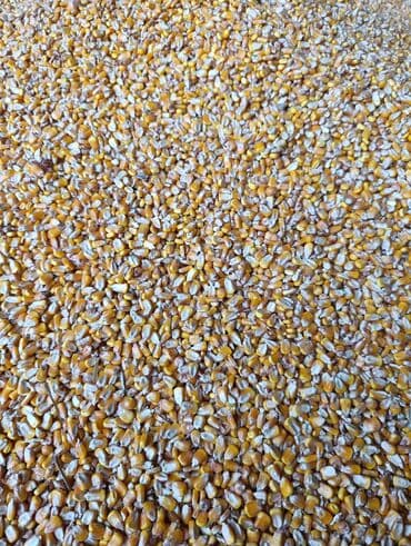 продаю картошка: Кукуруза Оптом, Самовывоз — 3