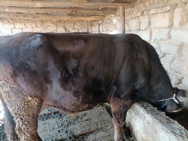 продам домик для кошки: Продаю | Бык (самец) | На откорм | Привязанные — 2