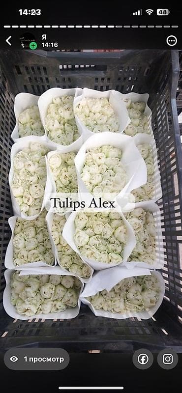Кухонные принадлежности: Тюльпаны Tulips Alex💐🌷🌷 - Срезанные тюльпаны в упаковках по пучкам, в — 2