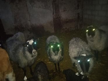 животные баран: Продаю | Овца (самка) | Для разведения | Матка — 2