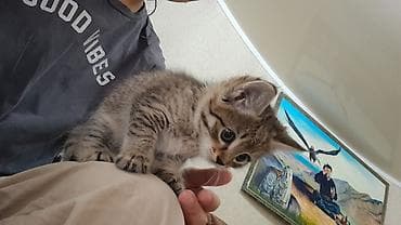 прост ат: Кошка даром: Беспородная, 1 месяц, Девочка, Приучена к лотку, Проглистована — 2