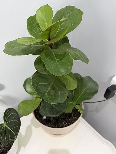 Фикус лирата (Ficus lyrata)три в одном