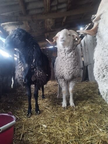 купить собаку породистую: Продаю | Баран (самец) | Меринос | Для разведения | Племенные — 1