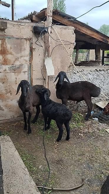 ягнёнка: Продаю | Овца (самка) | Для разведения | Матка — 1
