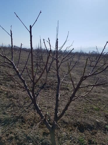 продаю дом с красная речка: 100 соток, Для сельского хозяйства, Договор купли-продажи — 2