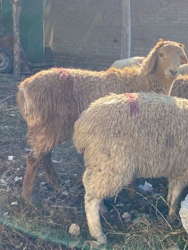 в связи с переездом отдам попугая жако в добрые руки: Продаю | Овца (самка), Ягненок, Баран (самец) — 3