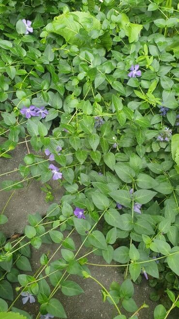 Удобрения и садовая химия: Барвинок - почвопокровное растение. у меня в саду на зиму не — 1
