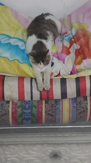 котята: Котята домашние отдам хорошие руки бесплатно. с доставкой. - — 3