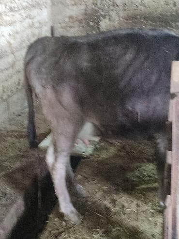 Продаю | Тёлка | Полукровка | Для молока | После отела
