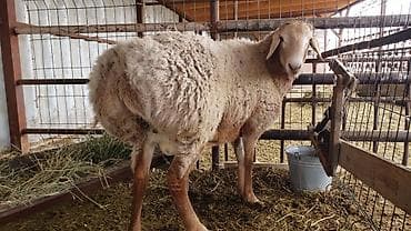 кальций для животных: Продаю | Баран (самец) | Арашан | Для разведения | Осеменитель — 5