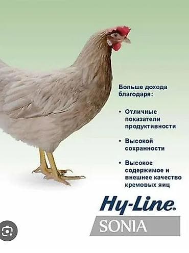 Продаю | Куры | Хай-Лайн Соня Грей | Несушки — 1
