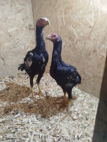 отдам даром вислоухого котенка: Дакан жожо короздор сатылат активный алмашу жолдору бар адрес Бишкек — 1