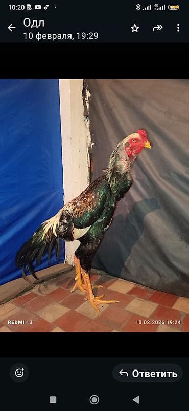 куриные ножки: Продаю | Петух | Бойцовая | Для разведения — 1