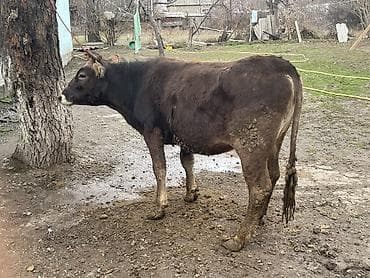 сколько стоит йоркширский терьер: Продаю | Корова (самка) | Швицкая | Для разведения, Для молока — 5